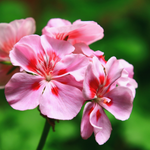 arabic flower name list
