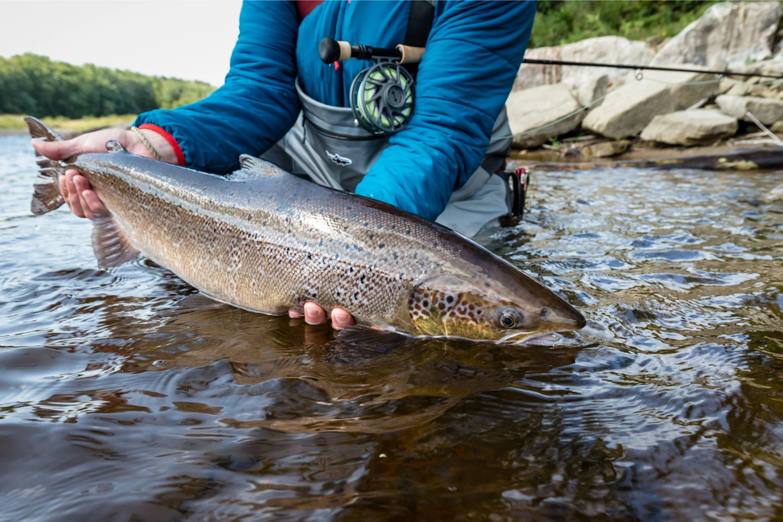 Navigating the Streams: Atlantic Salmon Fishing Tips for a Bountiful Catch