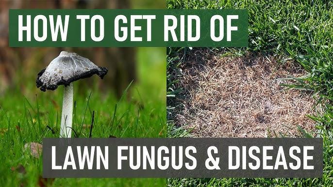 Getting Rid of Lawn Fungus