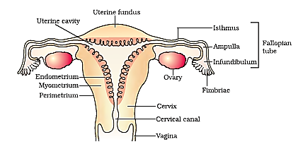 NCERT solutions class 12 Biology chapter 3 -2