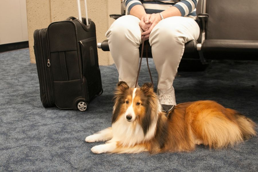 United Airlines Pet Policy