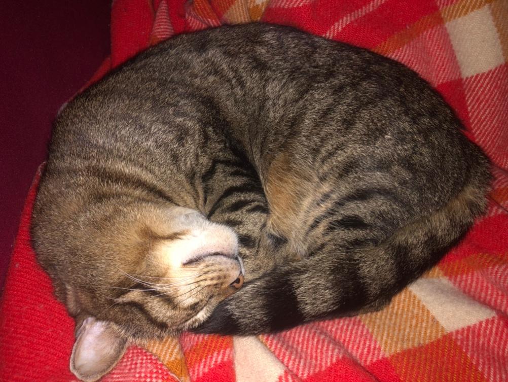 A cat curled up on a blanket

Description automatically generated