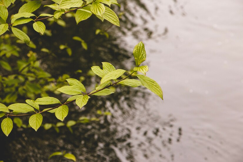 rainy plants