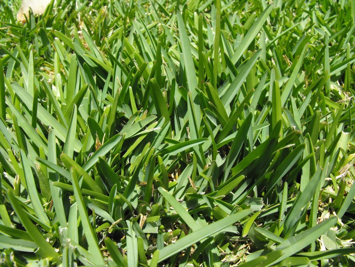 St. Augustine Grass