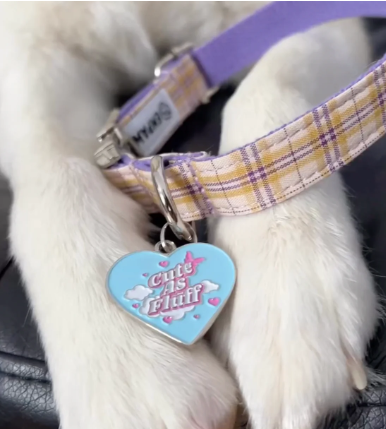 A photo of a dog's paws wearing a pastel plaid collar with a heart-shaped tag that reads "Cute as Fluff.