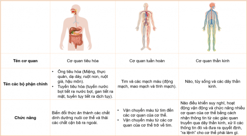 BÀI ÔN TẬP CHỦ ĐỀ CON NGƯỜI VÀ SỨC KHỎE1. Em đã học được gì về chủ đề Con người và sức khỏe?Câu 1: Hãy nói hoặc viết về các cơ quan tiêu hóa, tuần hoàn và thần kinh theo gợi ý dưới đây.Đáp án chuẩn: Câu 2: Ghi lại tên những đồ vật mà em vừa quan sát.Đáp án chuẩn: Xe ô tô, khối trụ, khối cầu, bút màu, bút mực, bút chì, cục tẩy, khối hình hộp chữ nhật, khối lập phương.Câu 3: Cơ quan nào giúp em thực hiện các hoạt động trong trò chơi trên?Đáp án chuẩn: Cơ quan thần kinh Câu 4: Tự đánh giá những việc làm của em để bảo vệ các cơ quan tiêu hóa, tuần hoàn và thần kinh theo gợi ý dưới đây.Đáp án chuẩn: Việc làmThường xuyênThỉnh thoảngKhông làm1. Ăn nhiều rau xanh và trái cây tươi; uống đủ nước. X 2. Vận động, tập thể dục, thể thao đúng cách X 3. Ngủ đủ giấcX  4. Không ăn đồ dầu mỡ, chiên rán và uống nước ngọt có ga. X 5. Khi có chuyện buồn, em thường chia sẻ với bạn bè. X Câu 5: Chia sẻ với bạn bè về những thói quen em cần thay đổi để chăm sóc và bảo vệ các cơ quan tiêu hóa, tuần hoàn, thần kinh.Đáp án chuẩn: - Ăn nhiều rau xanh và trái cây tươi hơn.- Uống đủ 2 lít nước mỗi ngày.- Chăm chỉ luyện tập thể dục thể thao.2. Xử lý tình huống