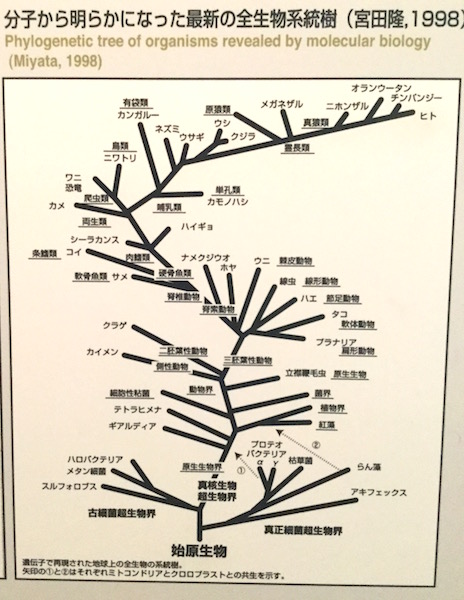 全生物系統樹