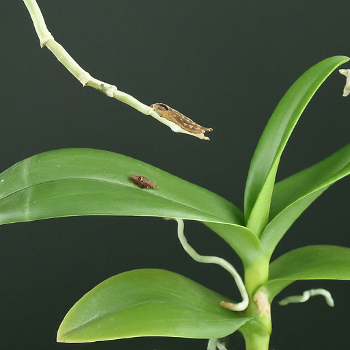 Protecting Your Ophrys Fly Orchid from Pests and Diseases