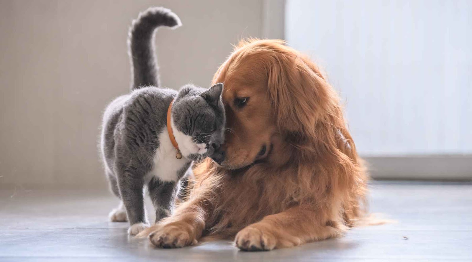 pet cat and dog