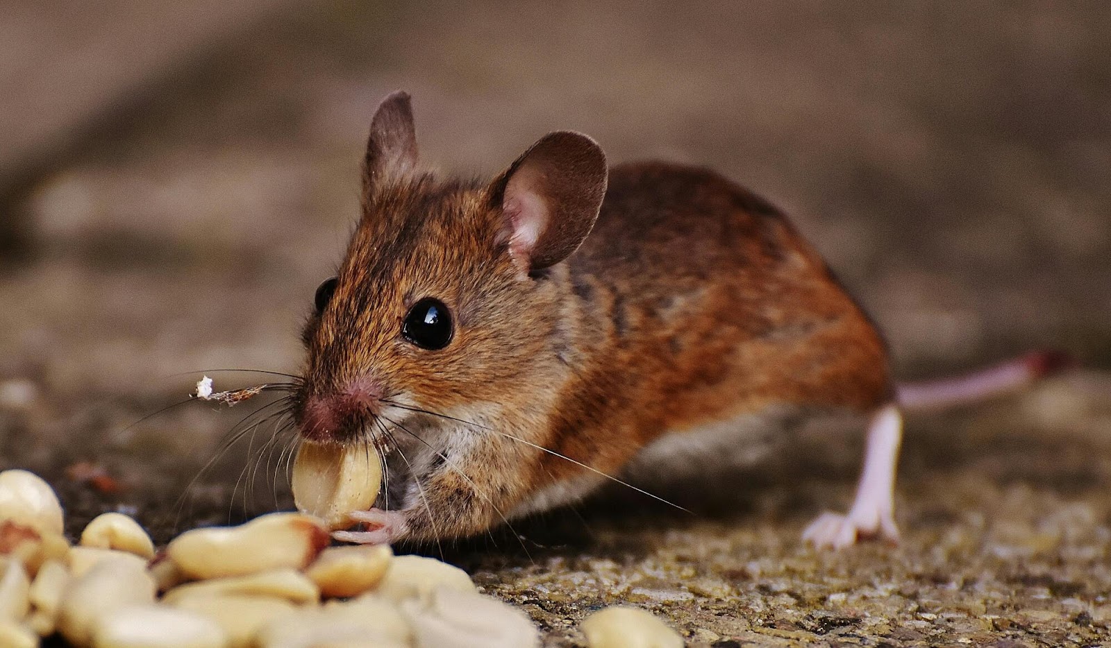 A Homeowner’s Guide to Year-Round Residential Pest Prevention