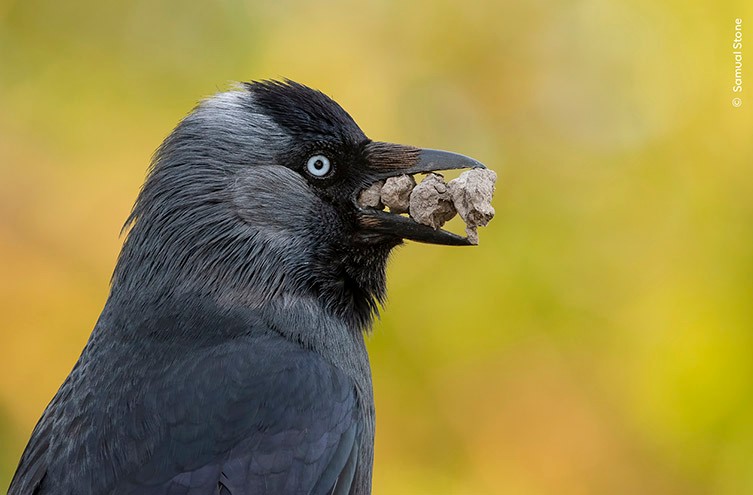 https://www.nhm.ac.uk/content/dam/nhmwww/discover/wpy-60-first-look/wpy-first-look-60-jackdaw-samual-stone-two-column.jpg.thumb.768.768.jpg