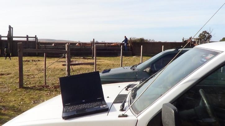 De fondo un tubo de ganado con trabajadores y ganado, en primera plana un auto con una laptop sobre el capó.