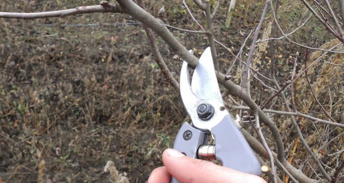 Spring agricultural works in a orchard. Cutting branching on fruit trees. Farmer pruning apple tree in orchard