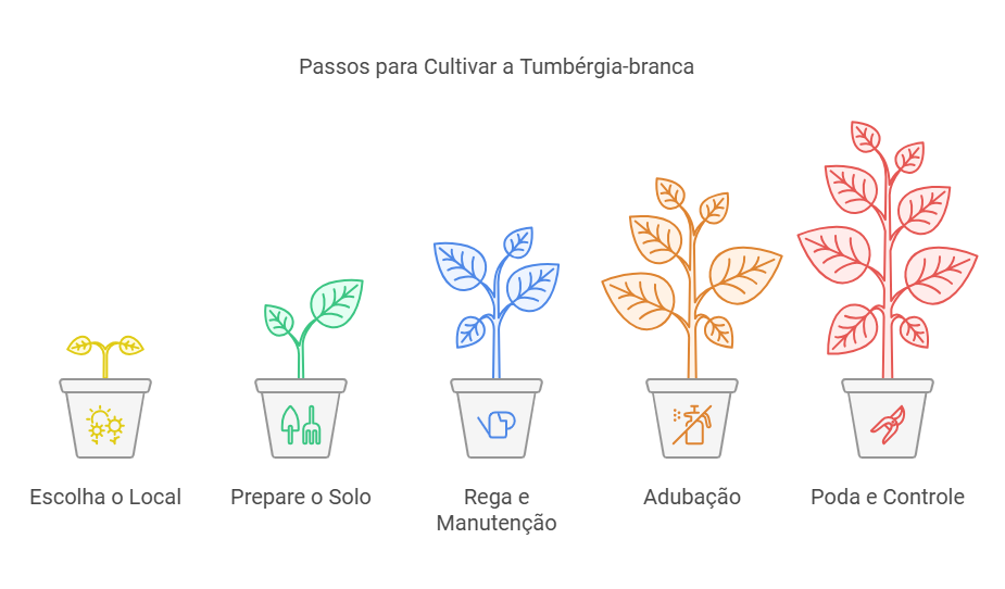 Como Plantar e Cuidar da Tumbérgia-branca?