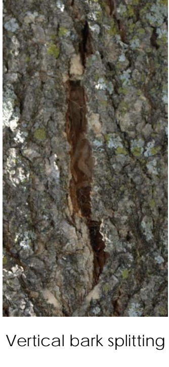 a close view of the bark splitting vertically.