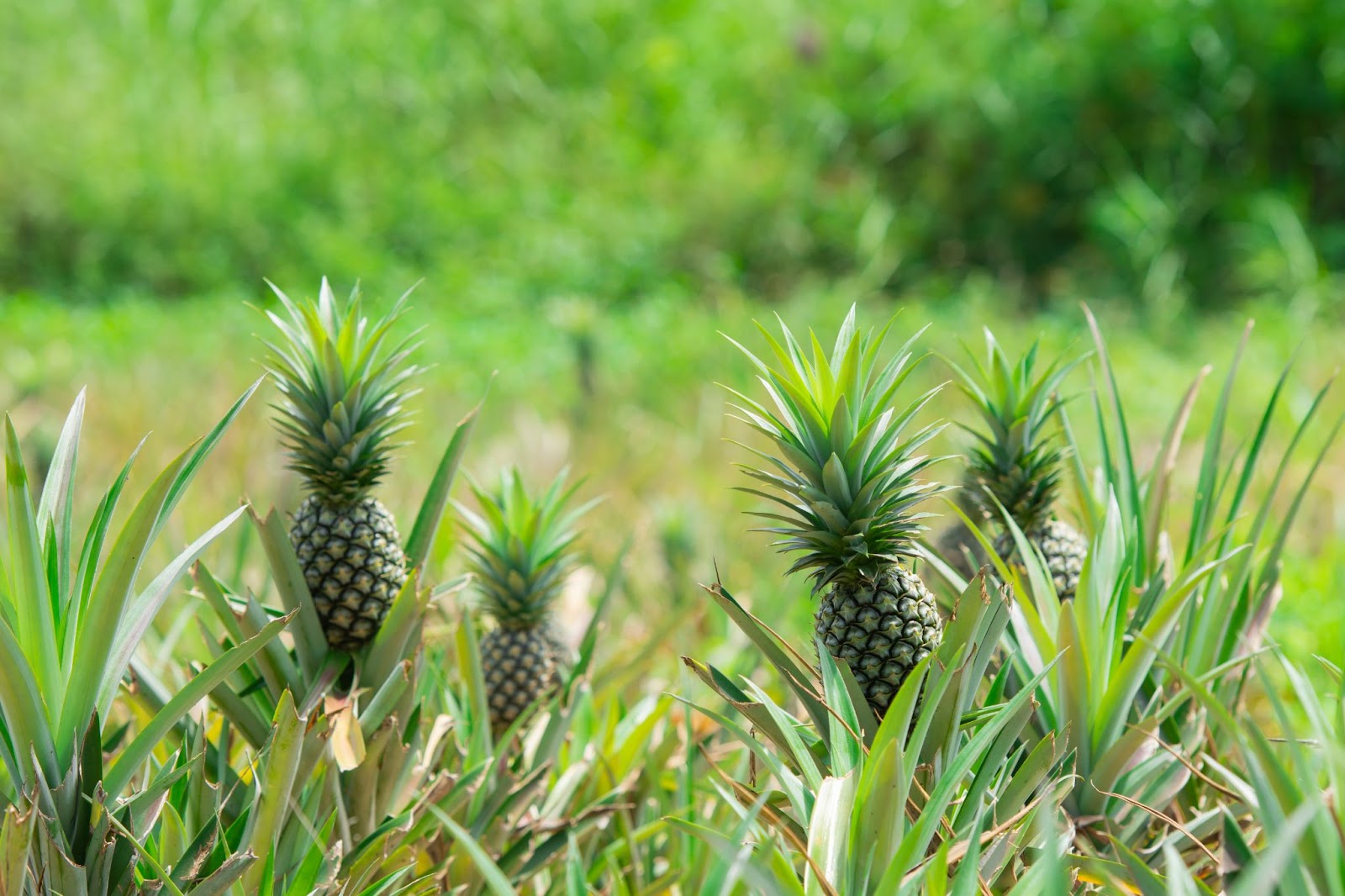 green pineapples in the land farming