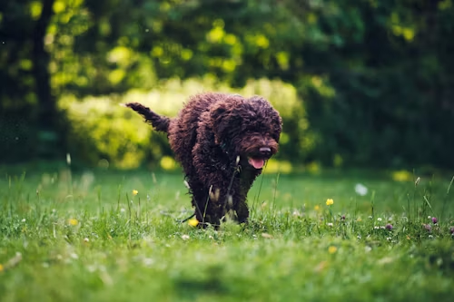 Lagotto Romagnolo