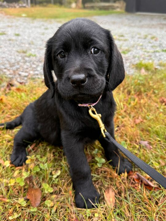 Cassie the incredibly cute puppy omg look how cute