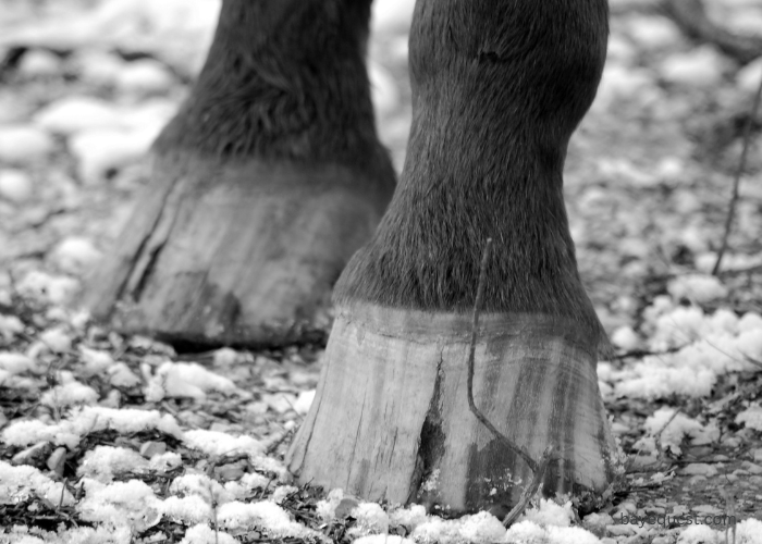 Types of Hoof Cracks