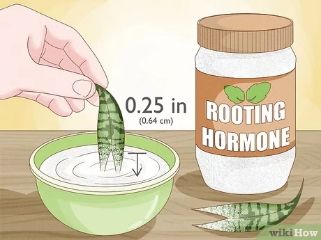 Propagation Using Root Hormones