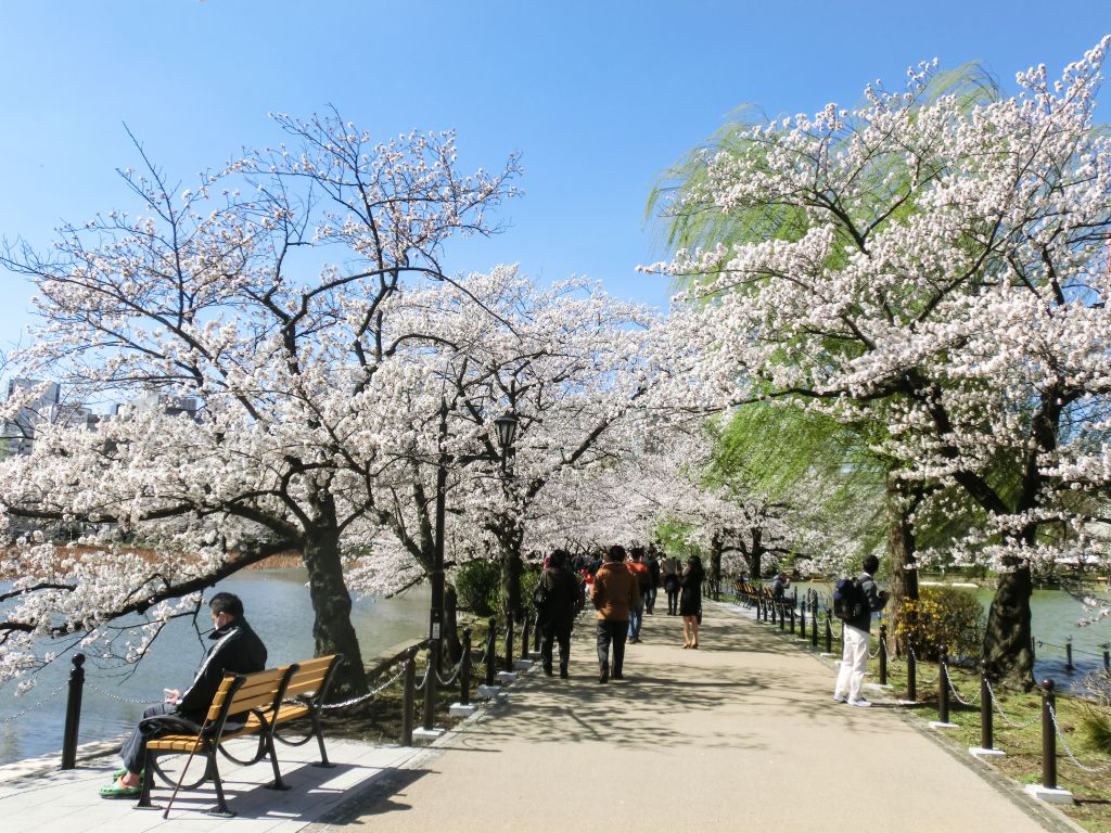 Công viên Ueno là một trong những địa điểm ngắm hoa anh đào nổi tiếng nhất ở Tokyo (Ảnh: Internet)