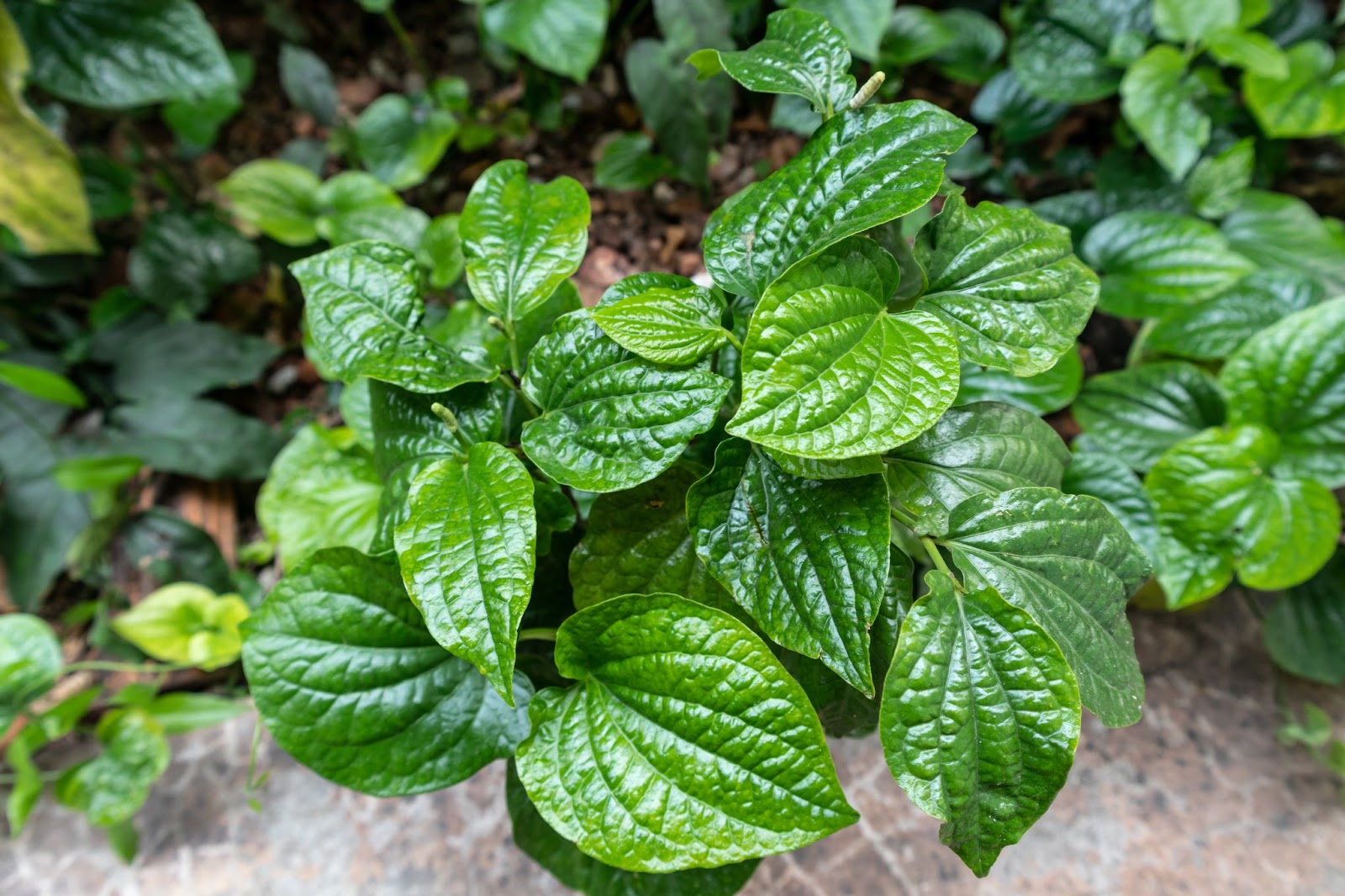 A kava plant in the wild.