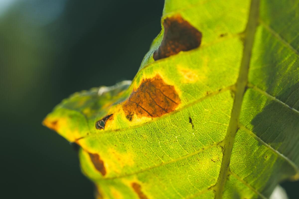 A leaf showing health problems.