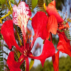 Delonix Regia Flower