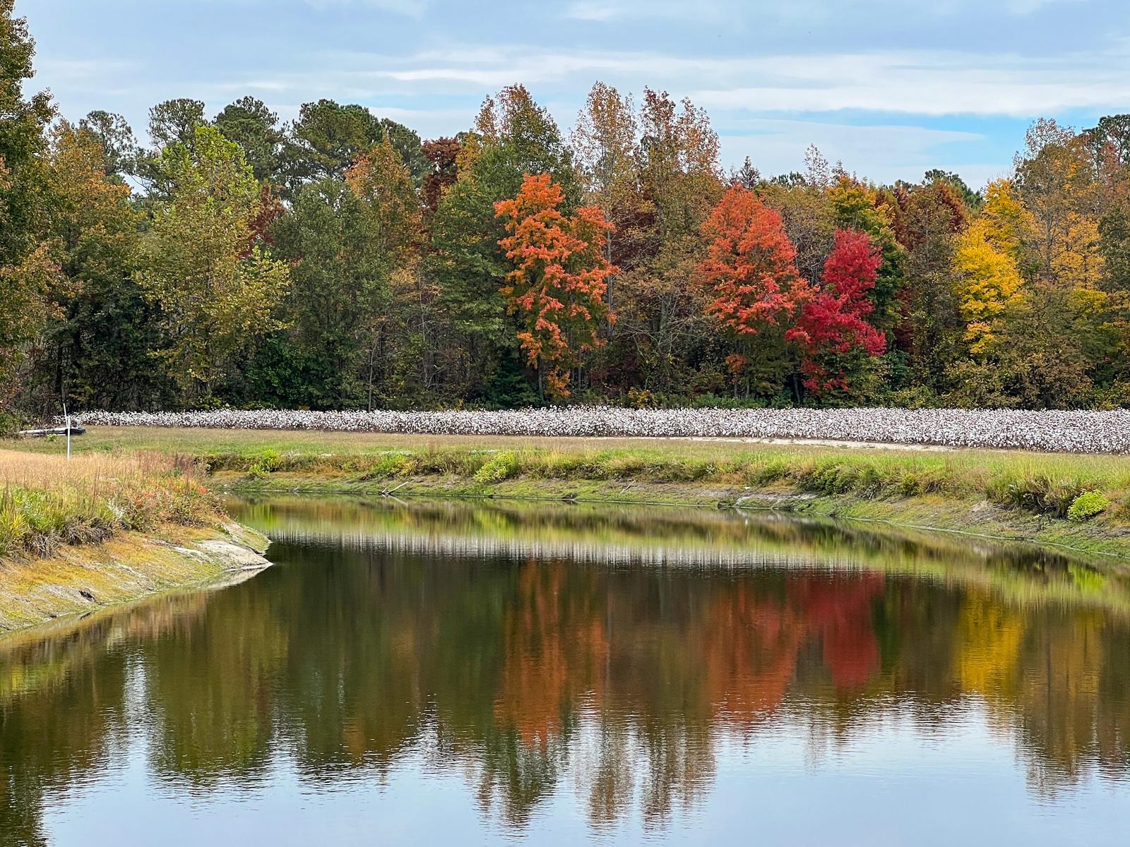 ../parrishphotosforpieandchai/Parrish_Cotton%20field%20autumn.jpg