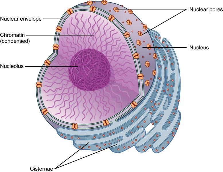 Image result for nucleus and nucleolus