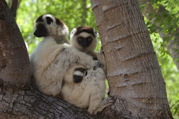 D:\PHOTOS WEBSITE OPHIR\Verreauxs-sifaka.jpg