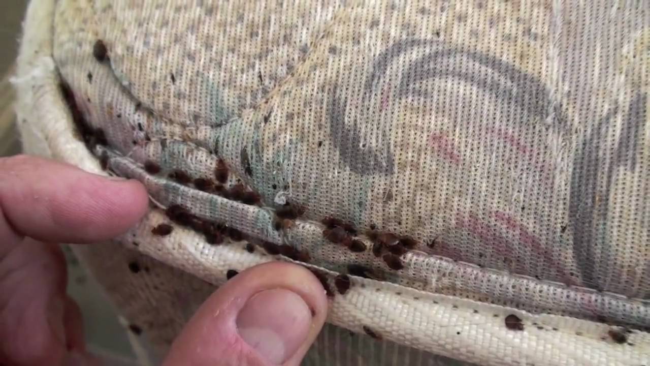 bedbug control