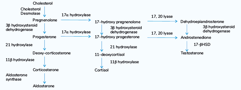 Microscopic Section