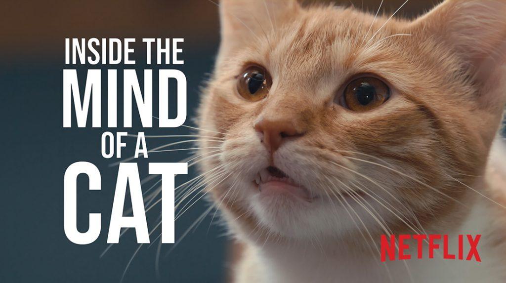 Inside the Mind of A Cat - Red Rock Films