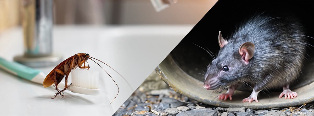 What pests live in drains - A cockroach is leaning on a toothbrush, which is resting on a bathroom sink. Another photo is to the side of a black rat, who is sitting inside a drainpipe.