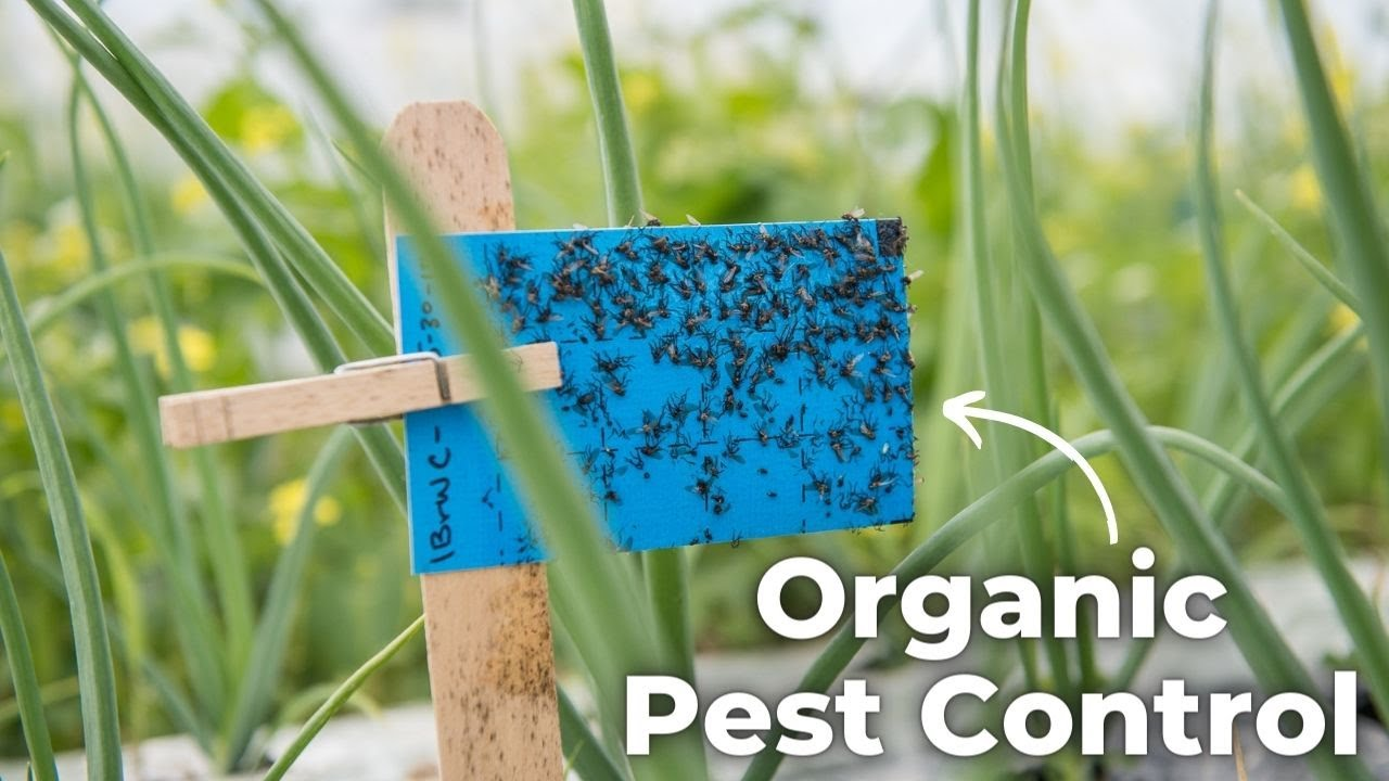 Organic pest control methods