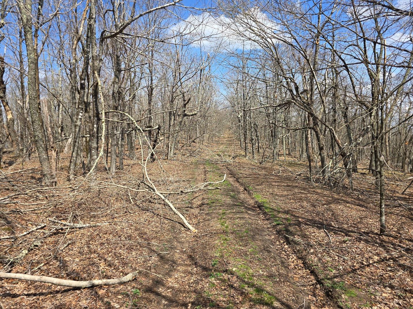 A dirt road through a forest

AI-generated content may be incorrect.