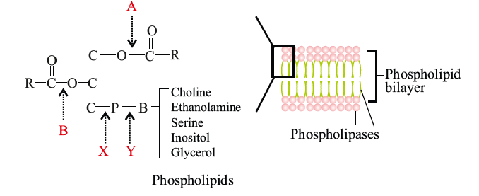 site of Phospholipase A2 activity