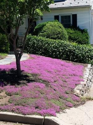 Red Creeping Thyme in House