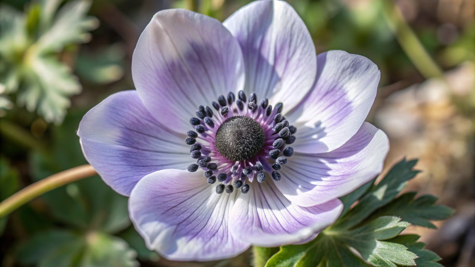 Anêmona-coroa (Anemone coronaria)