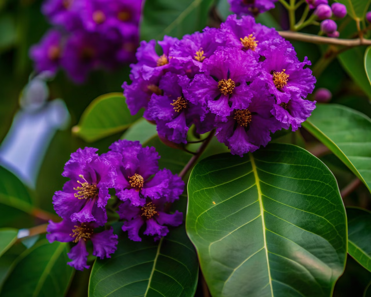 Ipê Roxo (Handroanthus impetiginosus)