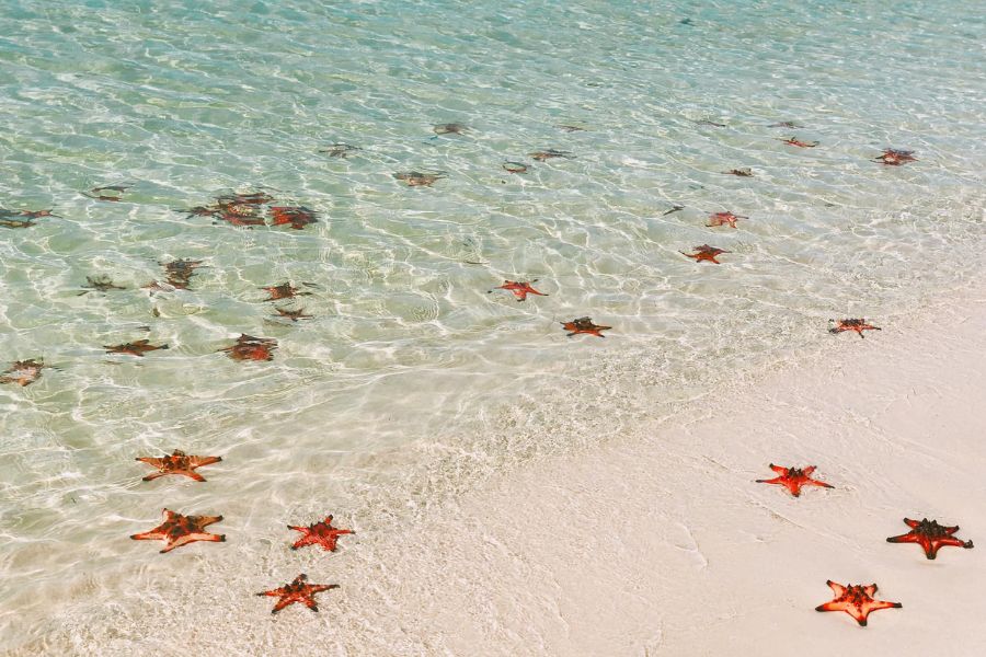 During the dry season, the beach transforms into a mesmerizing sight as it becomes home to countless starfish. 