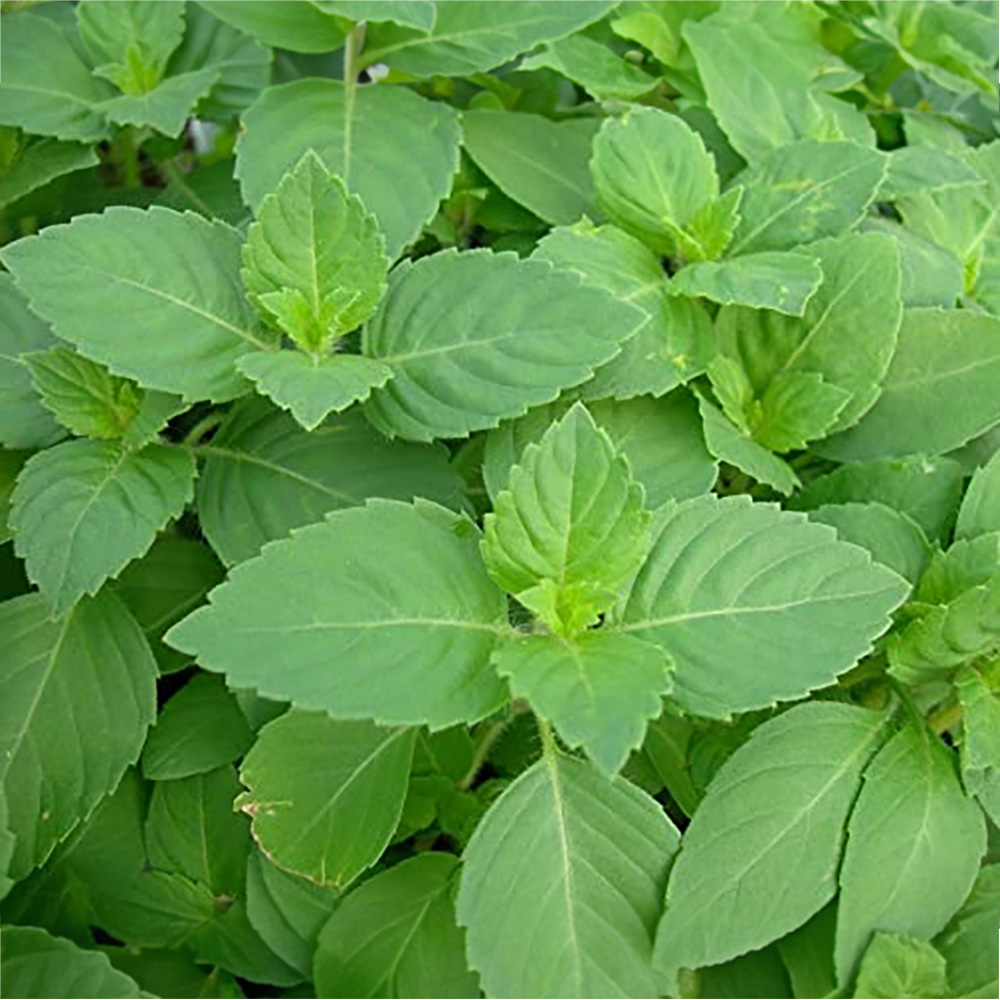 Ram Tulsi: Buy Fresh Ram Tulsi Plant or Holy Basil Online