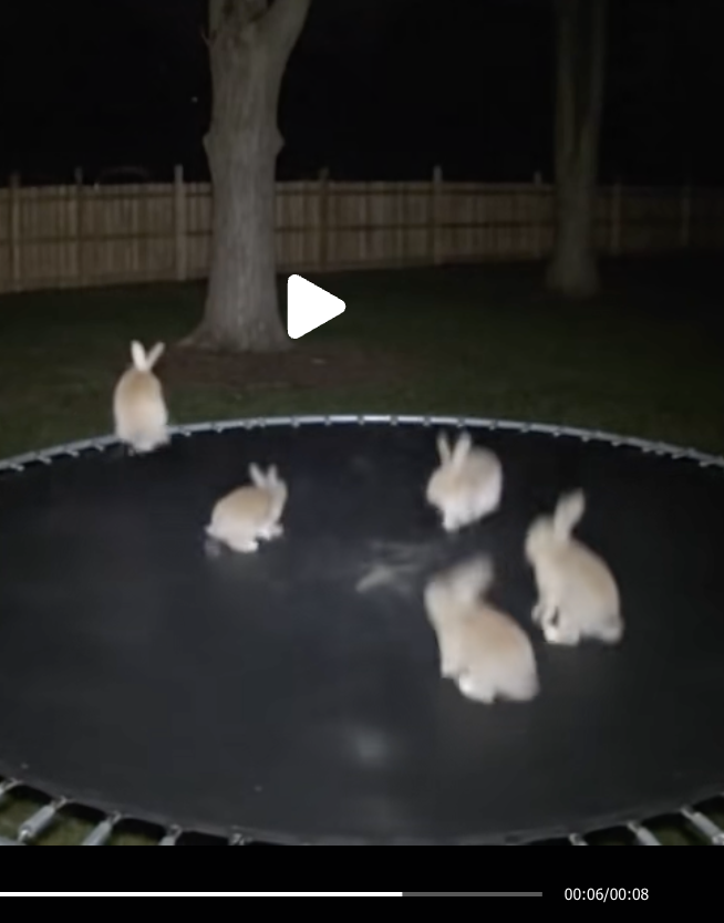 AI Bunnies on Trampoline Causing Crisis of Confidence on TikTok