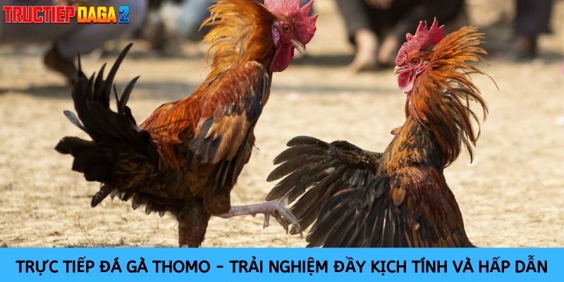 Trực tiếp Đá gà Thomo