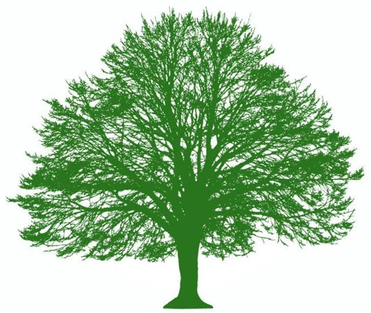 Shawano Tree Service Is Now Offering Free Estimates & Quotes to Nearby Cities