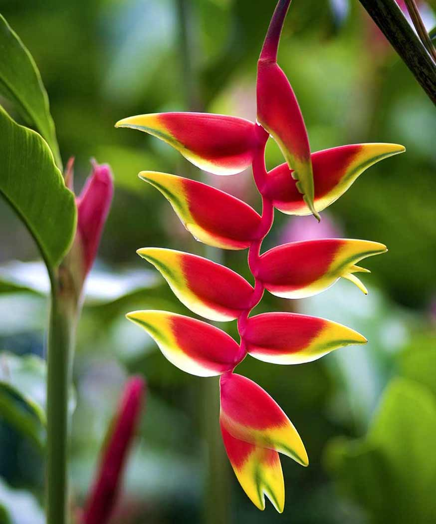 The Heliconia plant