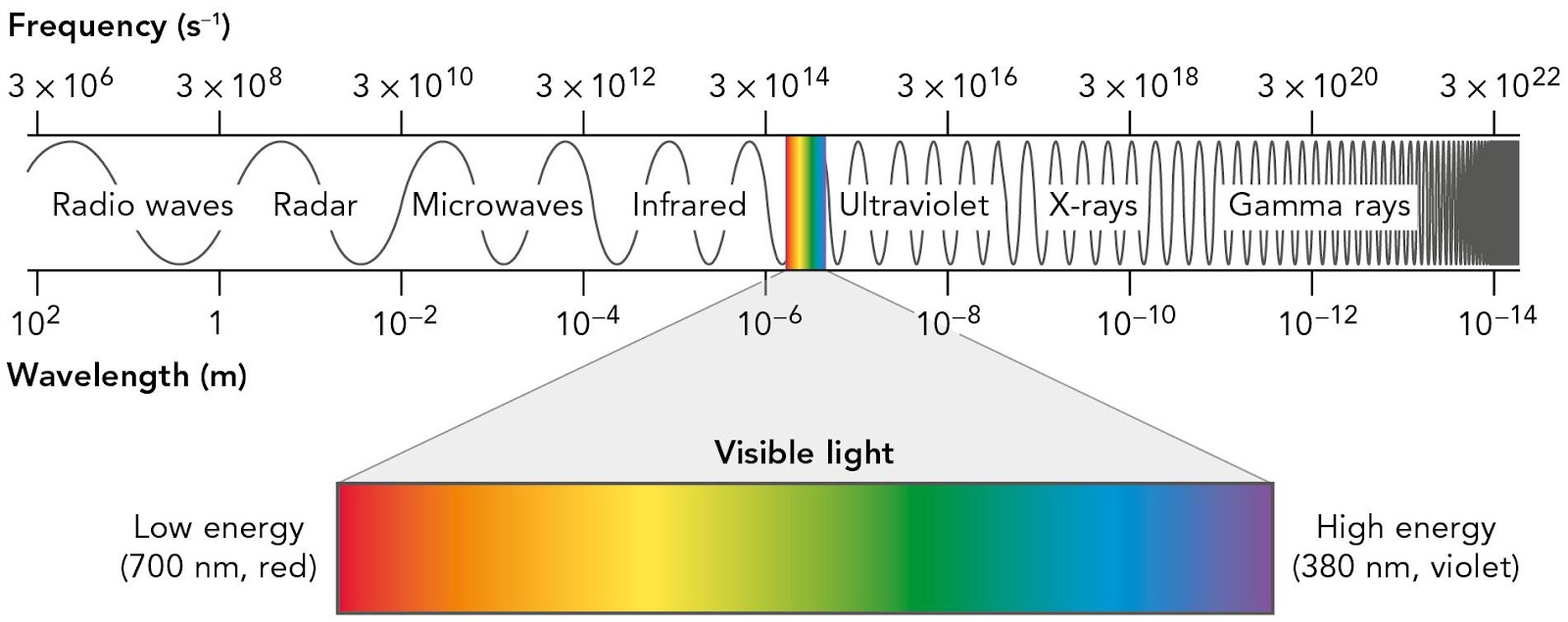 A chart of the electromagnetic spectrum.<br /><br />The chart shows different types of electromagnetic radiation from a wavelength of 10 squared meters to 10 to the negative 14th power meters, and from a frequency of 3 times 10 to the 6th to 3 times 10 to the 22nd power s to the negative 1.<br /><br />From the lowest frequency and longest wavelength to the highest frequency and shortest wavelength, the chart shows:<br /><br />Radio waves.<br />Radar.<br />Microwaves.<br />Infrared.<br />Visible light, beginning at the low energy light at a wavelength of 700 nanometers through high energy light at 380 nanometers.<br />Ultraviolet.<br />X-rays.<br />Gamma rays.