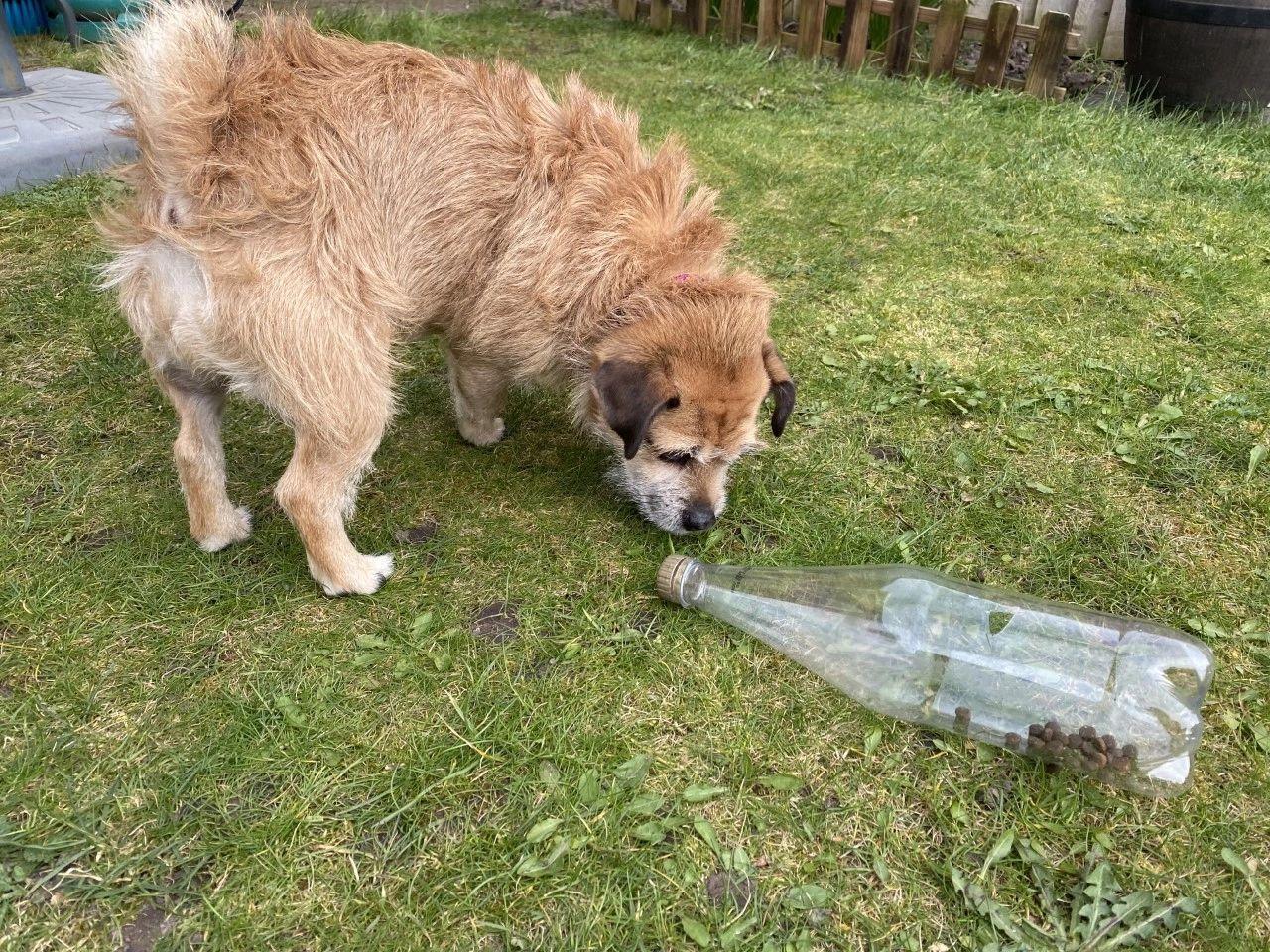 Maisy the jug playing with a plastic bottle to get her dinner