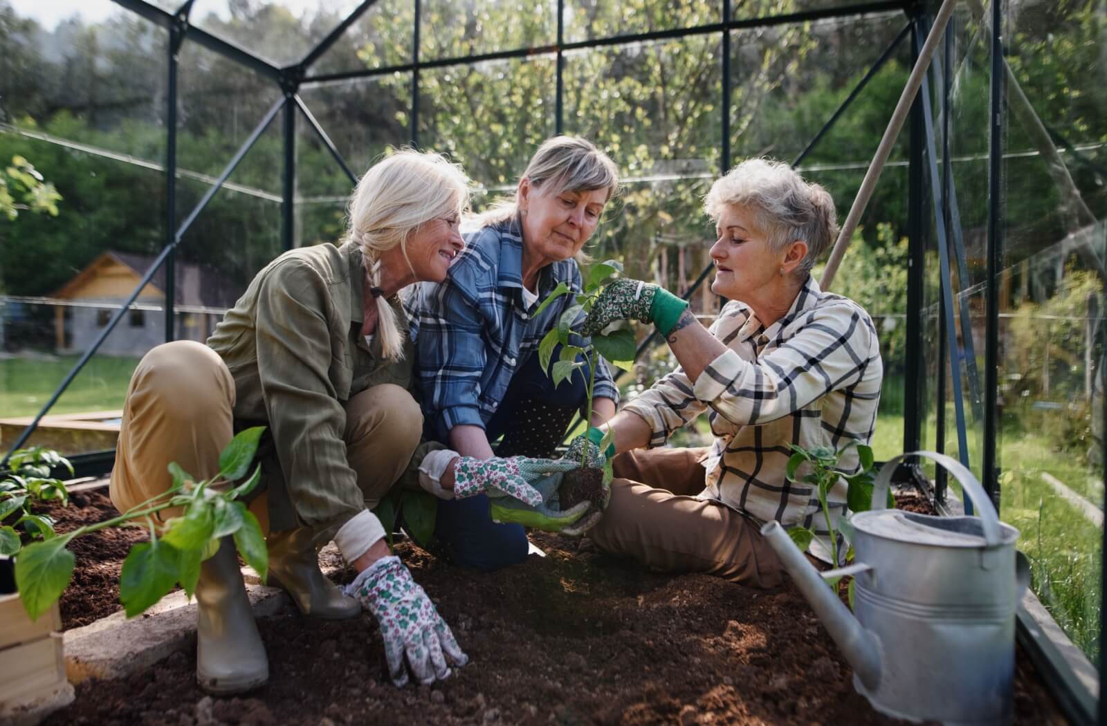 Three seniors work together to plant saplings in a community greenhouse